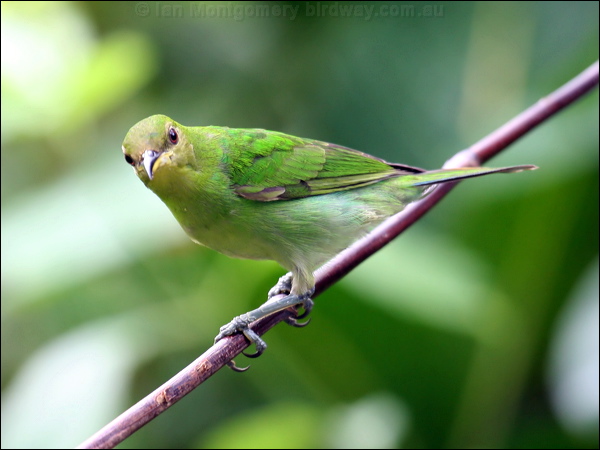 Green Honeycreeper green_honeycreeper_21828.psd