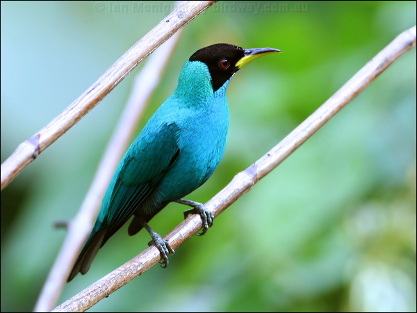 Green Honeycreeper green_honeycreeper_22135.psd