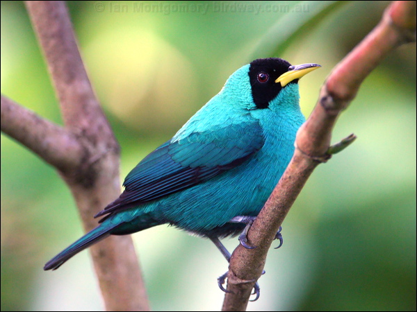 Green Honeycreeper green_honeycreeper_22546.psd