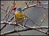 gr_hood_sierrafinch_208726