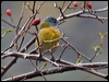 gr_hood_sierrafinch_208727