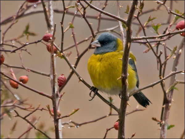 Grey-hooded Sierra Finch gr_hood_sierrafinch_208699.psd