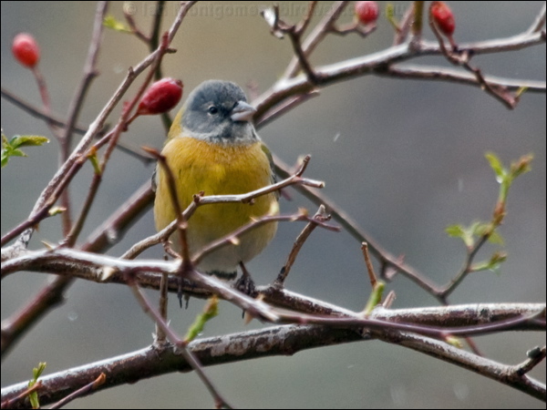 Grey-hooded Sierra Finch gr_hood_sierrafinch_208726.psd
