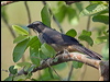 Click here to enter gallery and see photos/pictures/images of Greyish Saltator