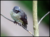 greyish_saltator_22167