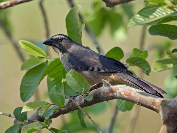 Greyish Saltator greyish_saltator_205997.psd