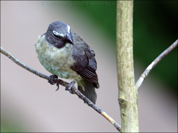 Greyish Saltator greyish_saltator_22167.psd