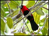 maskcrimson_tanager_25875