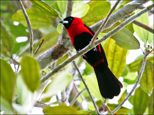 Masked Crimson Tanager maskcrimson_tanager_25875.psd
