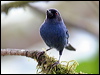 Click here to enter gallery and see photos/pictures/images of Masked Flowerpiercer