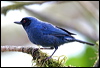 masked_flowerpiercer_24519