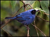 masked_flowerpiercer_25410