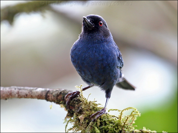 Masked Flowerpiercer masked_flowerpiercer_24518.psd