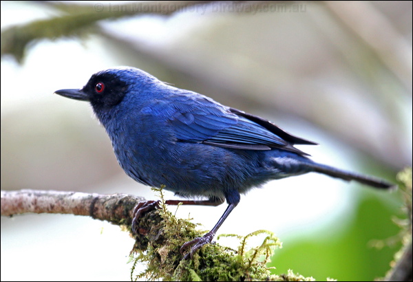 Masked Flowerpiercer masked_flowerpiercer_24519.psd