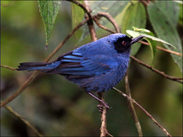 Masked Flowerpiercer masked_flowerpiercer_25410.psd