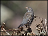 Click here to enter gallery and see photos/pictures/images of Mourning Sierra Finch