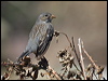 mourn_sierra_finch_207118