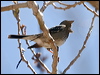 mourn_sierra_finch_207262