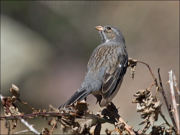 Mourning Sierra Finch mourn_sierra_finch_207117.psd