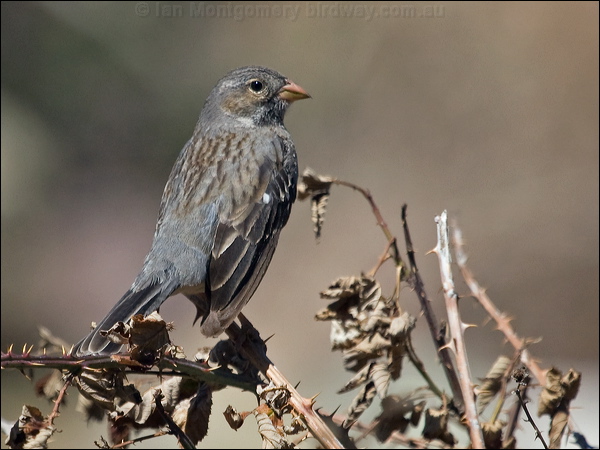 Mourning Sierra Finch mourn_sierra_finch_207118.psd