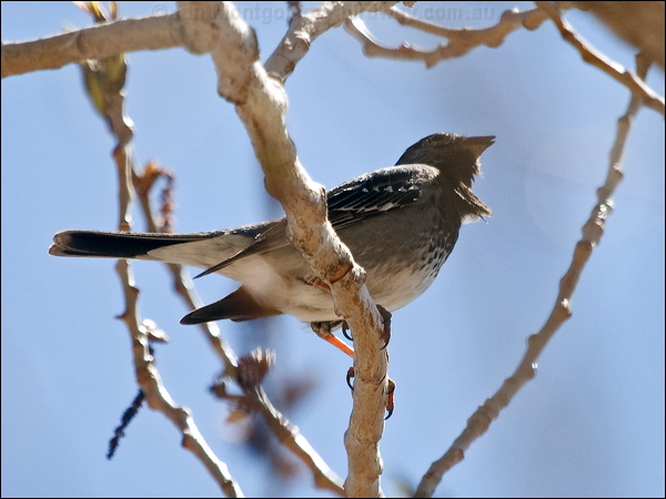 Mourning Sierra Finch mourn_sierra_finch_207262.psd