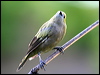 palm_tanager_20950