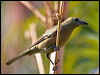 Click here to enter gallery and see photos/pictures/images of Palm Tanager