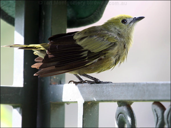 Palm Tanager palm_tanager_20911.psd