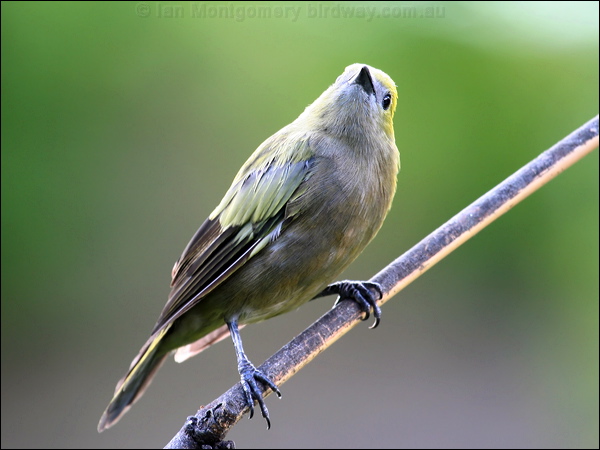 Palm Tanager palm_tanager_20950.psd