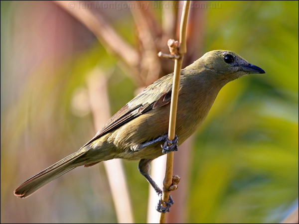 Palm Tanager palm_tanager_21108.psd