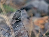 Click here to enter gallery and see photos/pictures/images of Plumbeous Sierra Finch