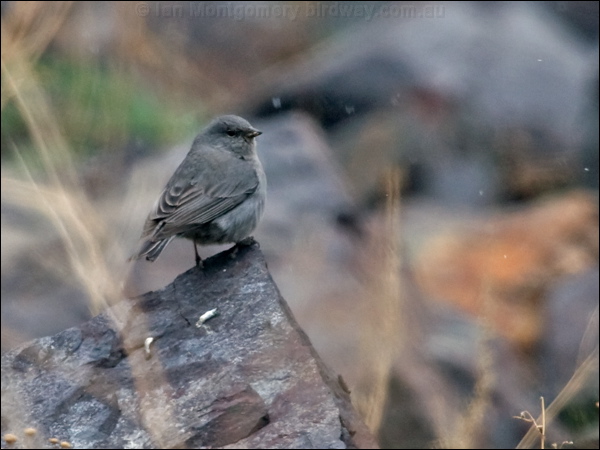 Plumbeous Sierra Finch plumb_sierrafinch_208694.psd