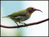 purple_honeycreeper_21818