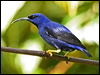 Click here to enter gallery and see photos/pictures/images of Purple Honeycreeper