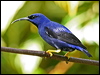 purple_honeycreeper_21890