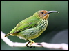 purple_honeycreeper_21901