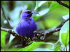 purple_honeycreeper_22122