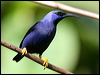 purple_honeycreeper_22372