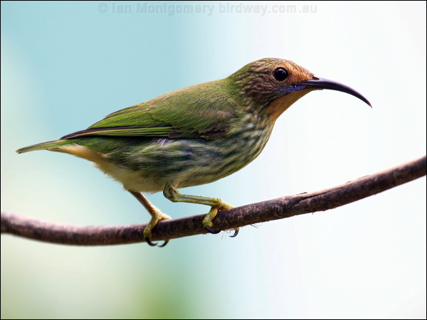 Purple Honeycreeper purple_honeycreeper_21818.psd