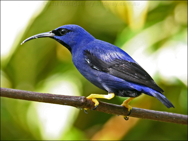 Purple Honeycreeper purple_honeycreeper_21890.psd