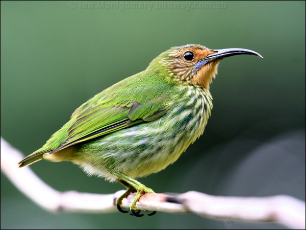 Purple Honeycreeper purple_honeycreeper_21901.psd