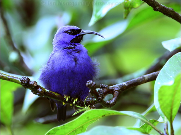 Purple Honeycreeper purple_honeycreeper_22122.psd