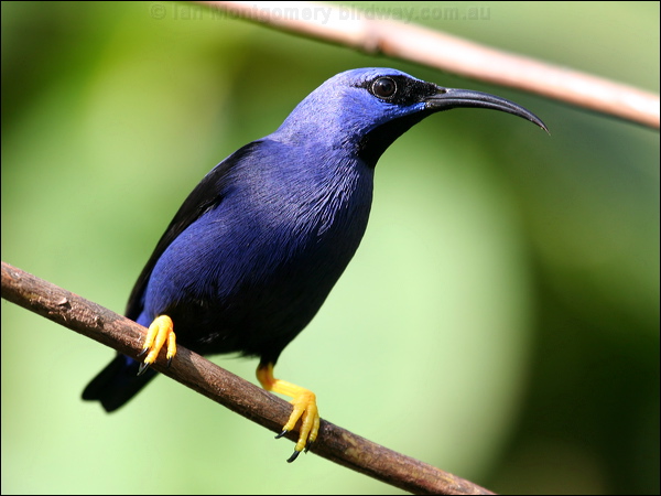 Purple Honeycreeper purple_honeycreeper_22372.psd