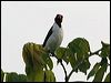 red_capped_cardinal_27091