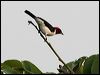 red_capped_cardinal_27097