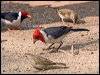 red_crest_cardinal_202255