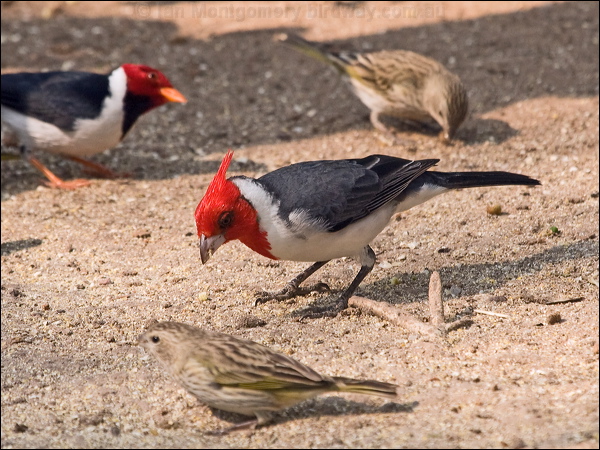 Red-crested Cardinal red_crest_cardinal_202255.psd
