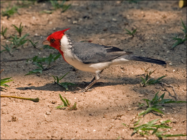 Red-crested Cardinal red_crest_cardinal_202497.psd