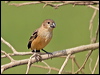 rusty_col_seedeater_206001