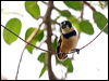 Click here to enter gallery and see photos/pictures/images of Rusty-collared Seedeater